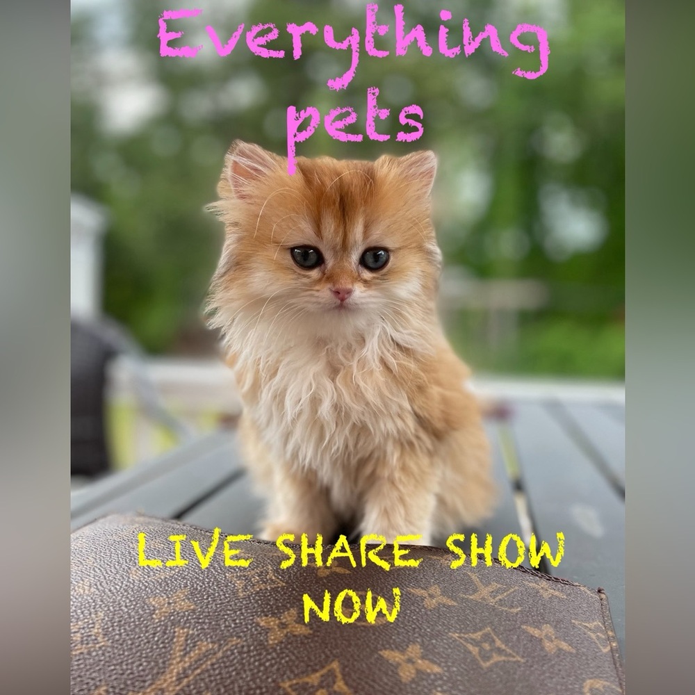 PET SHOW & SHARE LIVE NOW LIKE FOR NOTIFICATIONS 🐶